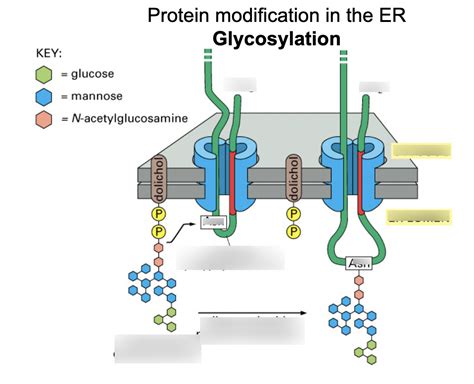 glycosylation 中文|what does glycosylation do.